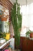 CACTUS EUPHORBIA TRIGONA 218cm