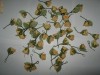 flori de nunta crem flori de nunta crem