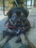 pui rottweiler luni