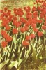 R 9186 Republica Populara Romana lalele timbru tiparit circulata