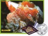 Ilustrata Maxima Minerale - Blenda