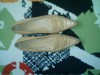 pantofi piele crem brazilia 40 pantofi piele crem brazilia 40