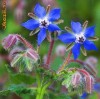Ulei de BORAGO(limba mielului) BIO