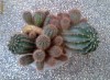 Pui de cactus