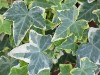 HEDERA IVY EVA