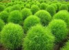Seminte Tufa de foc Kochia scoparia
