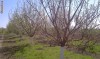 tuica de prune, naturala 100%