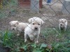 labrador de vanzare