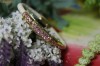 BRATARA DIN PIELE , CU PIETRE SWAROVSKI, PLACATA CU AUR!