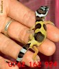 vand gecko leopard