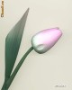 LALEA LEMN ROZ PASTEL 25 CM