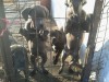 vand catei rasa cane corso