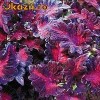 Seminte Coleus Black Dragon