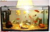 acvariu dotat complet +pesti exotici
