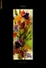 Irises
