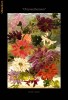 chrysanthemums