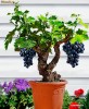 VITA de VIE (de tip BONSAI, speciala pt. BIROU, BALCON, TERASA)