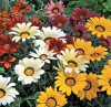 GAZANIA - seminte