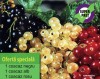 OFERTA SPECIALA, 3 COACAZI (1 ALB + 1 ROSU + 1 NEGRU) - STOC TERMINAT !!! - COMENZI de la 1-Septembrie-2012
