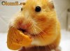 Vind hamsteri