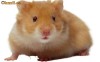 Hamsteri hamster