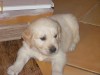 pui Golden Retriver