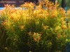 Plante acvariu -Didiplis Diandra