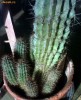 pereche pui de cactus (2-10 cm lungime)