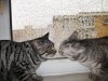 De vanzare motan British Shorthair Silver Tabby ca in reclama Whiskas