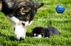 Husky Siberian