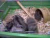 Hamsteri pitici