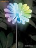 Floare luminoasa ce isi schimba culoarea!