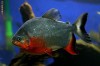 Red belly Pacu ( piranha ierbivor) pesti acvariu
