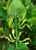 vand Marul lupului plante medicinale