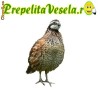 Pui de prepelita