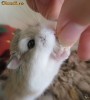 Hamster pitic roborovski Ramnicu Valcea