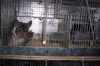 vand 20 famili de chinchilla+1 familie tanara bonus