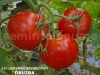 Seminte tomate - DRUZBA - 50+ seminte/plic
