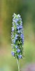 SEMINTE DE CHIA SALVIA HISPANICA SAGE PENTRU PLANTAT